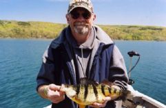 Yellow Perch