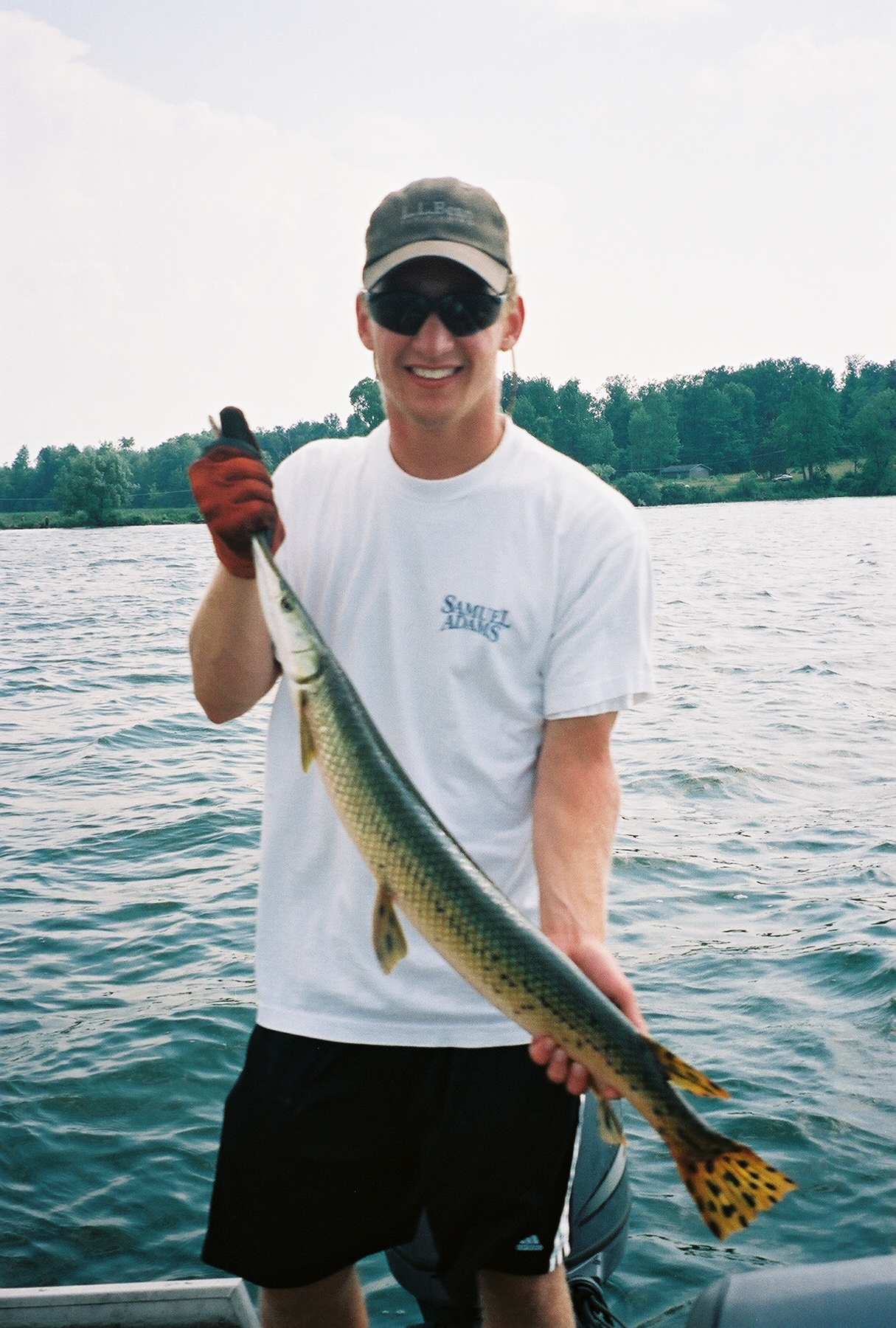 Longnose Gar